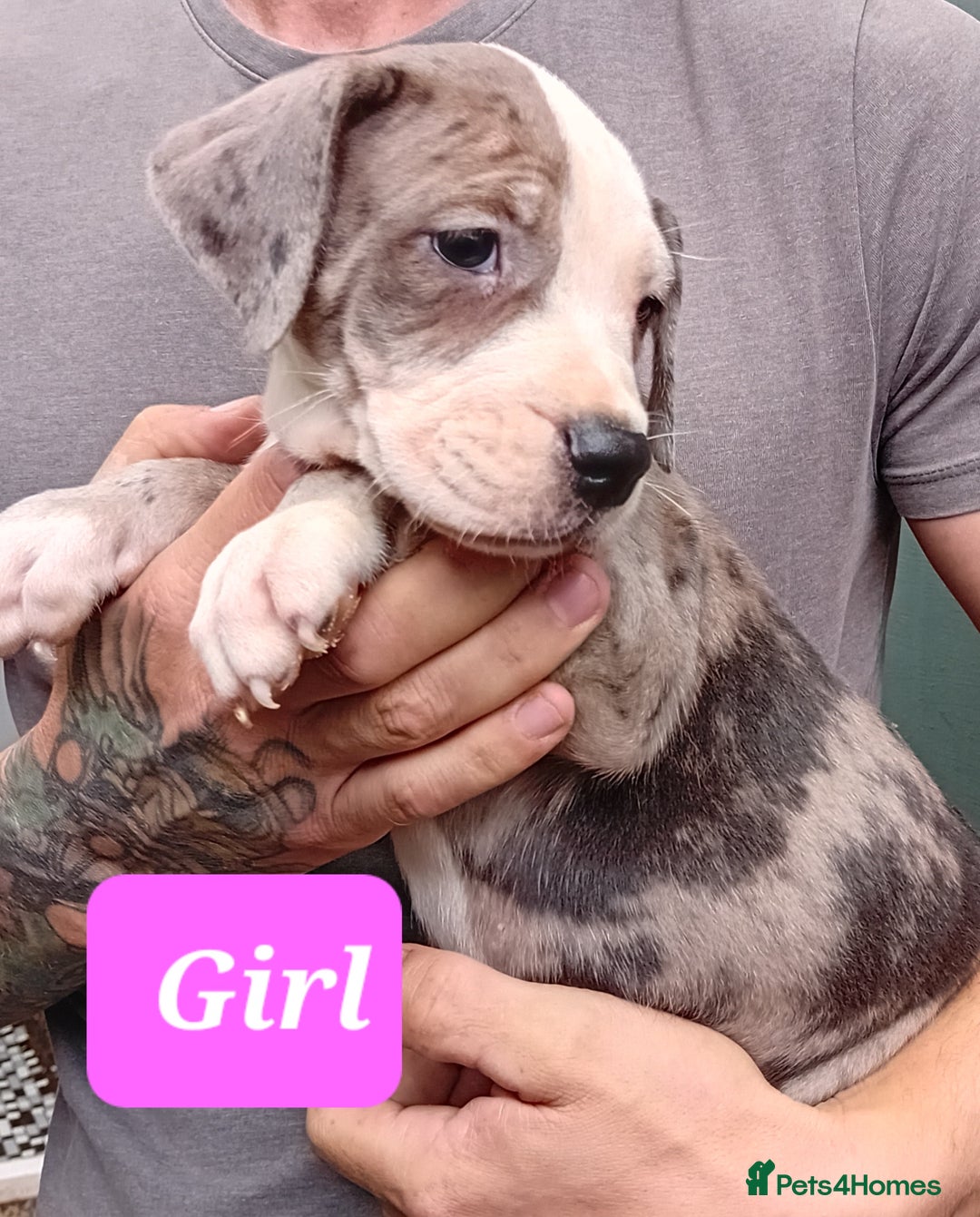 Mixed Breed dogs for sale: Taylors Minidane (Bulldane) Pups Available  - Image 4