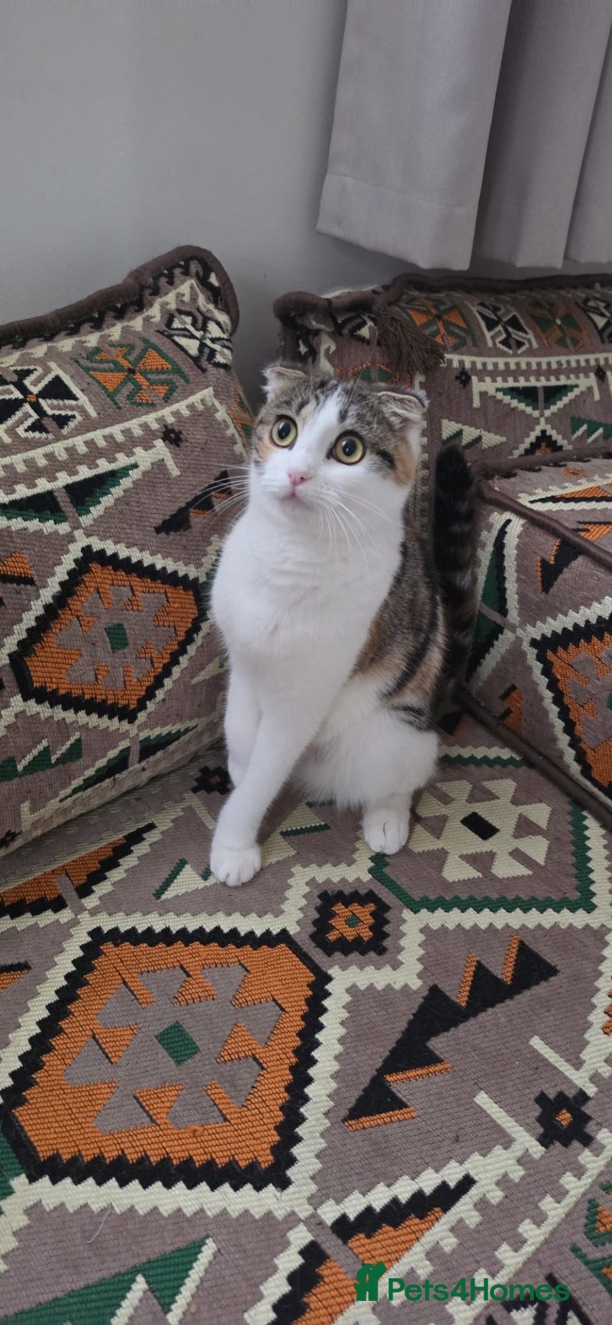 Mixed Breed cats for sale: 🐱 Beautiful 10-month-Old Calico Scottish Fold Cat - Advert 2