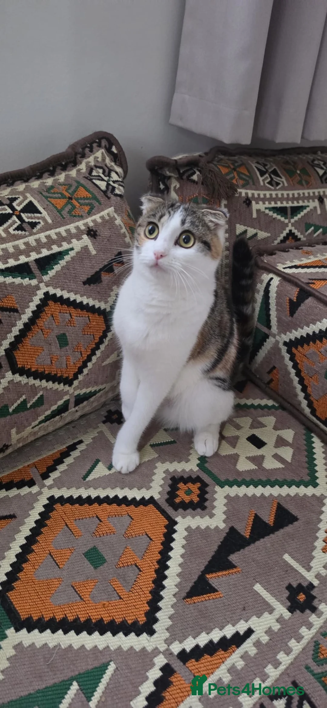 Mixed Breed cats for sale: 🐱 Beautiful 10-month-Old Calico Scottish Fold Cat - Advert 1
