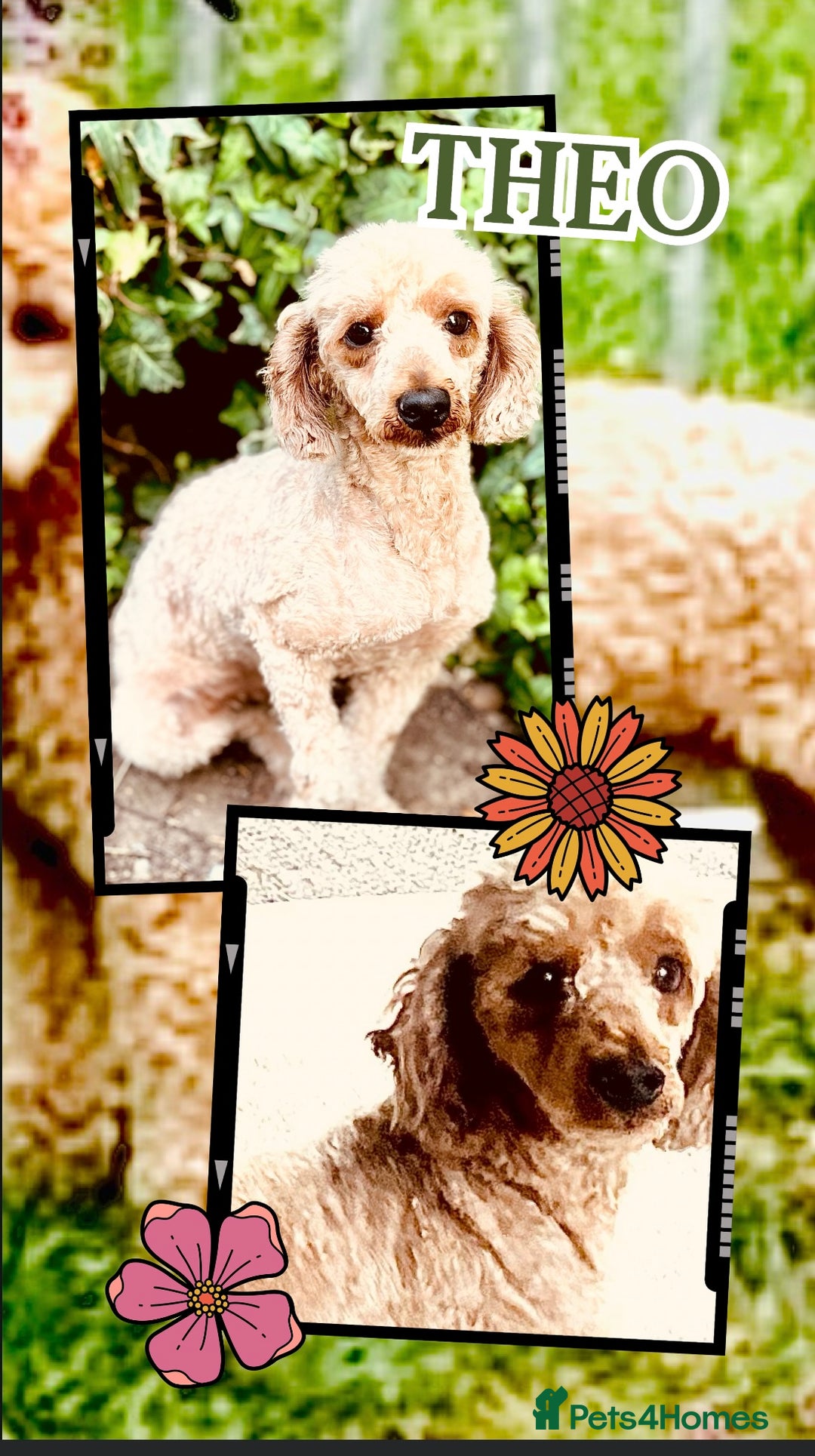Toy Poodle dogs for stud: 100% HEALTH TESTED STUDS IN SOUTH LINCOLNSHIRE - Image 7