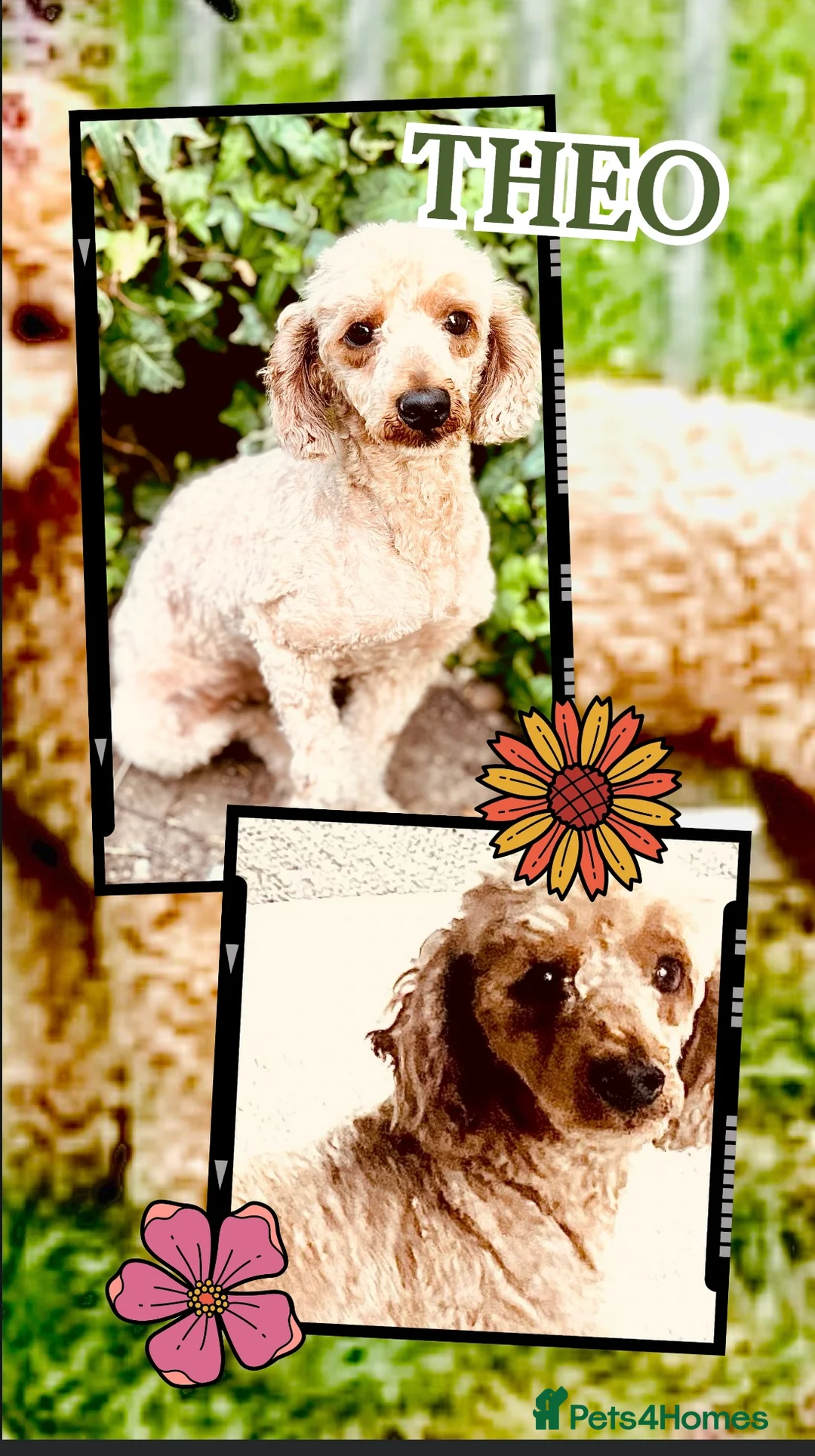 Toy Poodle dogs for stud: 100% HEALTH TESTED STUDS IN SOUTH LINCOLNSHIRE - Advert 6