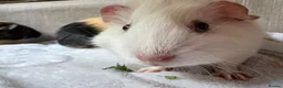Guinea Pig rodents for sale: Sweet Baby Guinea Pigs for sale  - Advert 10