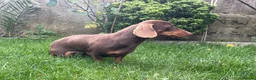 Miniature Dachshund dogs for sale: Adults females miniature dachshunds  - Advert 6