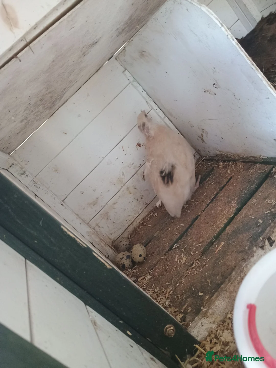 Quail poultry for sale: Qauil  - Advert 5