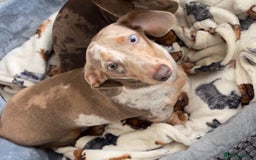 Miniature Dachshund dogs for sale: Miniature Dachshund puppies - Image 7