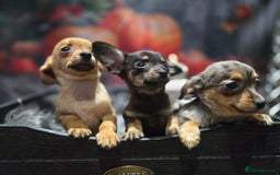 Mixed Breed dogs for sale: Pomweenies 💕💕 - Image 11