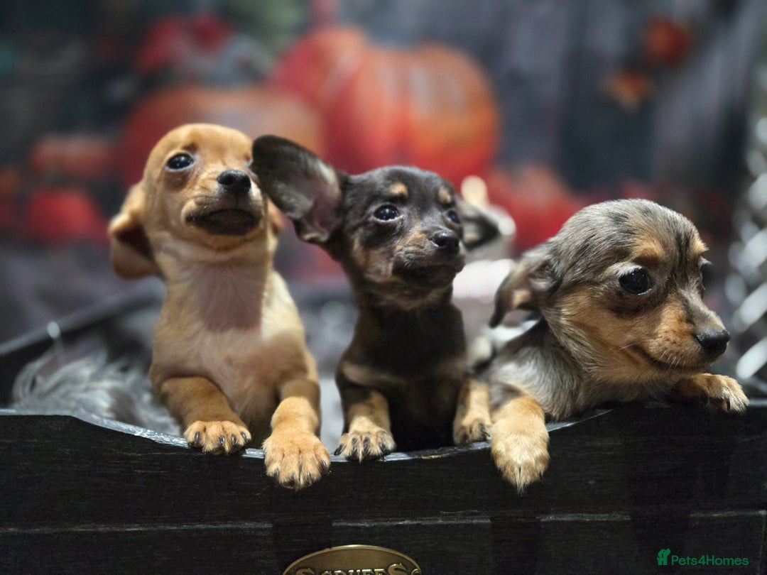 Mixed Breed dogs for sale: Pomweenies 💕💕 - Image 11