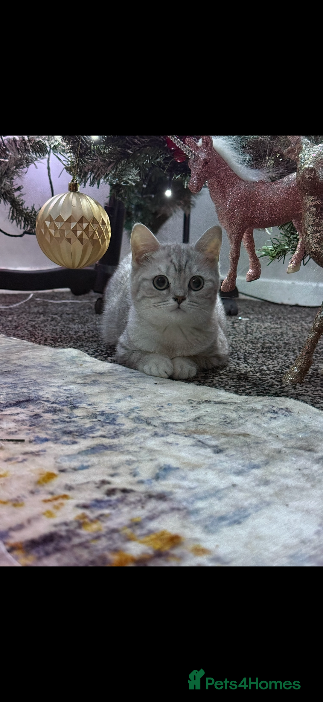 British Shorthair cats for sale: Stunning kittens READY NOW  - Advert 9