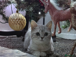 British Shorthair cats Stunning kittens READY NOW - Advert 6