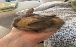 Mini Lop rabbits for sale: Mini lop rabbits - Image 10
