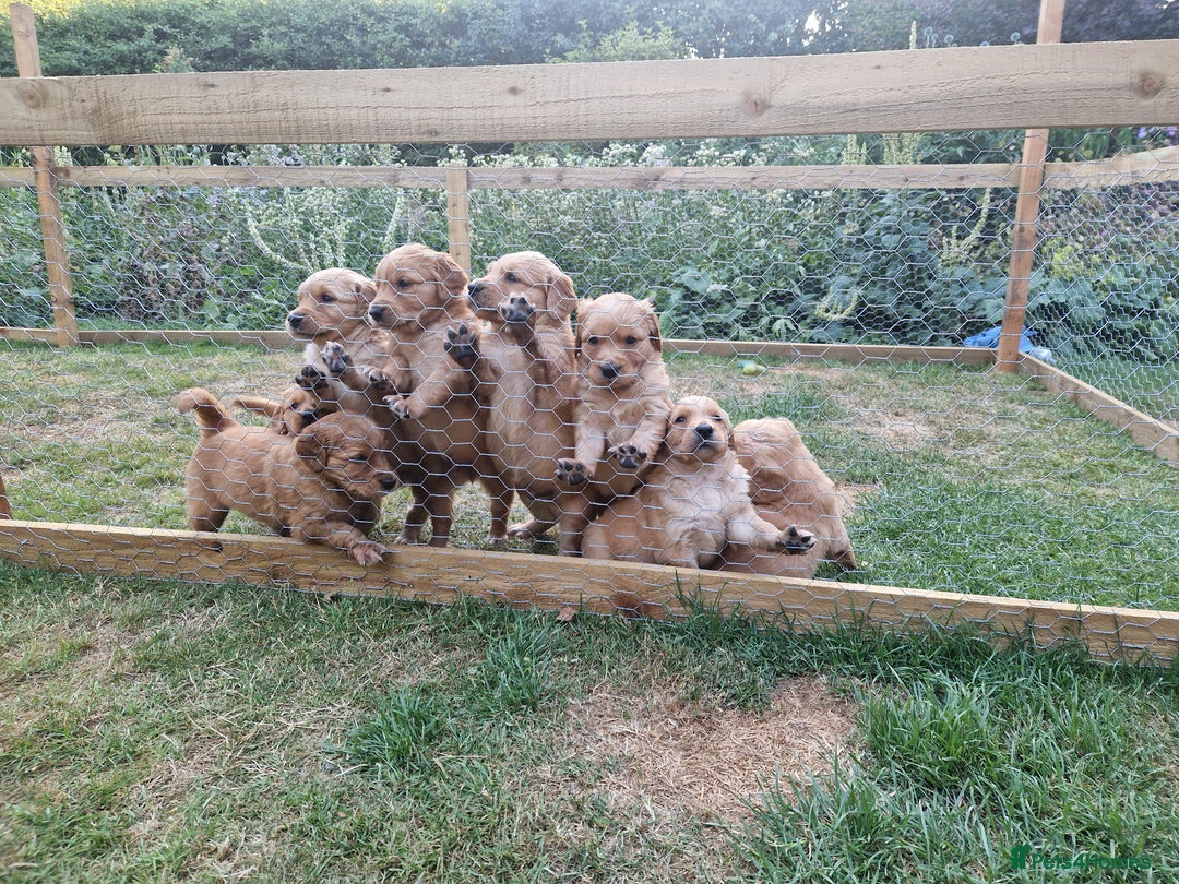 Golden Retriever dogs for sale: 1 bitch and 3 dogs currently available  - Image 3