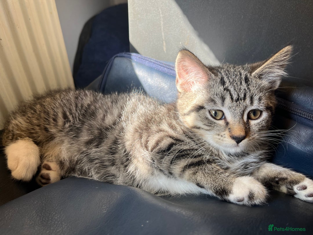 Mixed Breed cats for sale: Adorable kittens  - Image 2