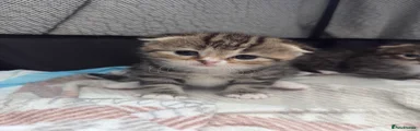 Scottish Fold Kitten 2