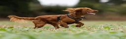 Cockapoo dogs for stud: Cockapoo stud - Advert 4