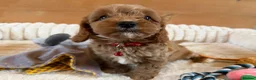 Cavapoo dogs for sale: F1 Cavapoo Puppies - Advert 4