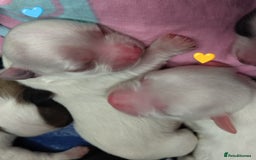 Morkie dogs for sale: Beautiful Morkie Puppies - Image 18