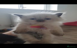 Ragdoll cats for sale: Seal point ragdoll kittens - Image 8
