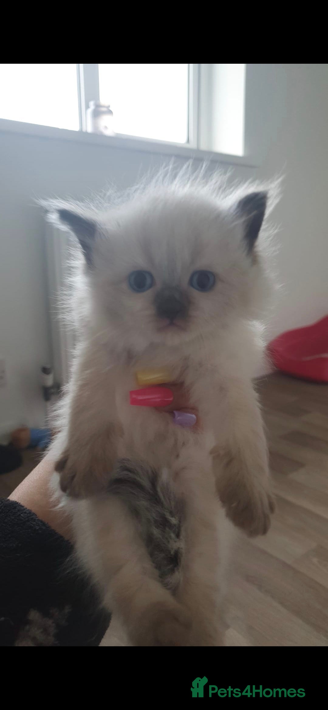 Ragdoll cats for sale: Seal point ragdoll kittens - Image 8
