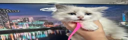Ragdoll cats for sale: Gorgeous Ragdoll kittens - Advert 7
