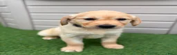 Golden Retriever dogs for sale: Kc registered golden retriever puppies !!! - Advert 7