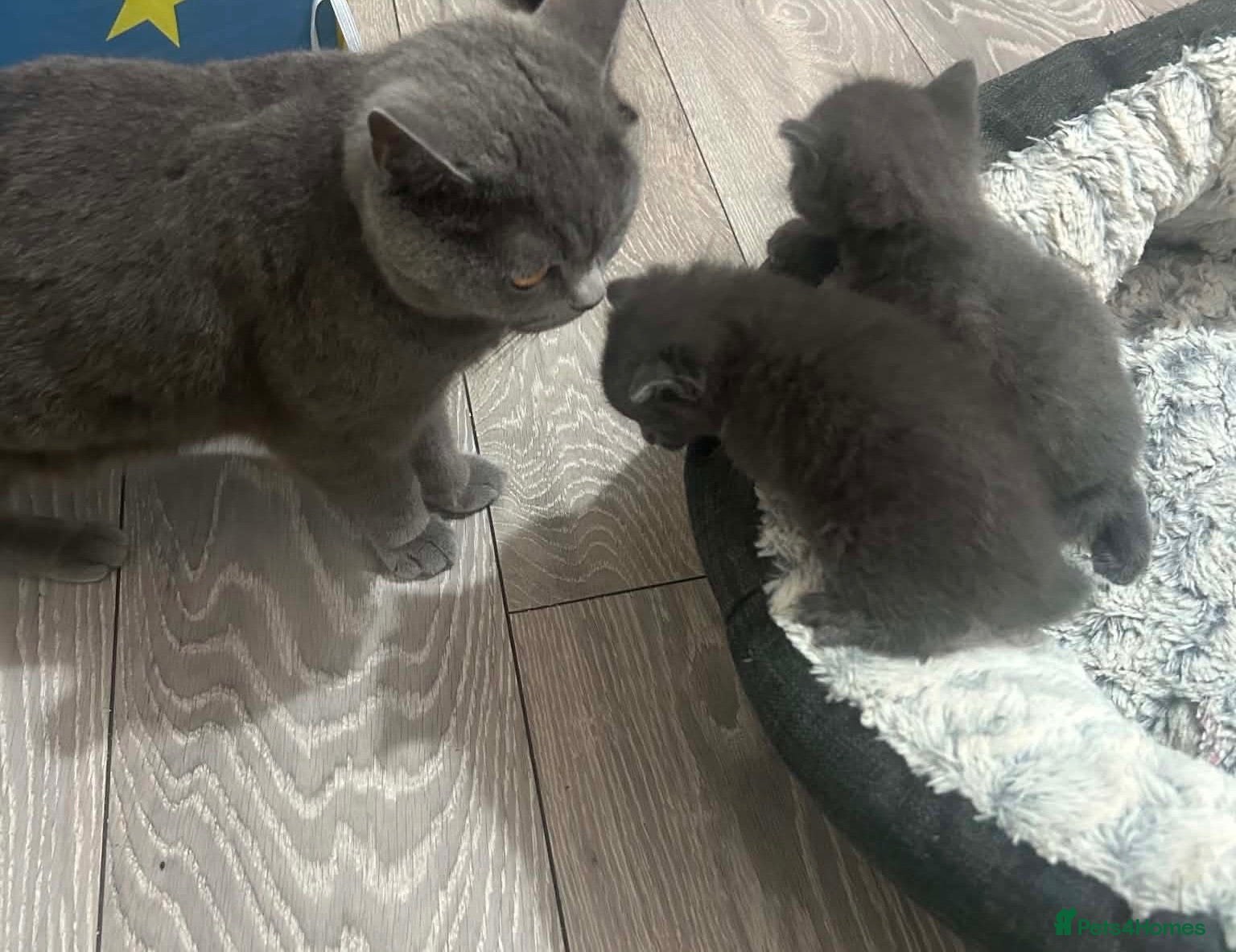 British Shorthair cats British shorthair  - Advert 1