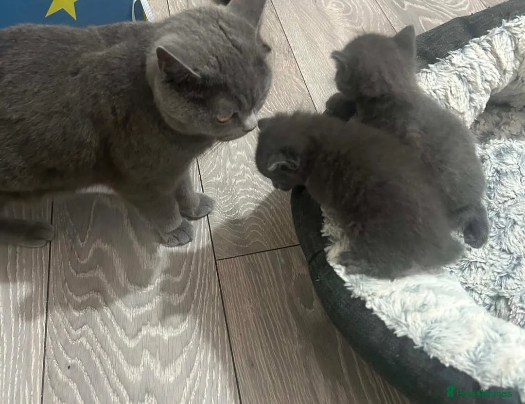 British Shorthair cats for sale: British shorthair  - Advert 1