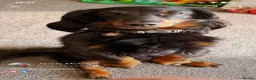 Dachshund dogs for sale: last girl ready for her forever home  in Poulton-le-Fylde - Advert 3