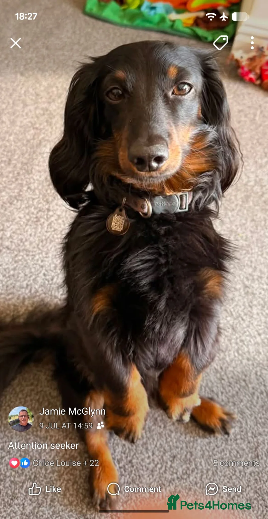 Dachshund dogs for sale: last girl ready for her forever home  in Poulton-le-Fylde - Advert 3