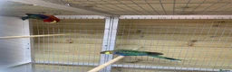 Parakeets birds for sale: Pair western rossellas - Advert 2