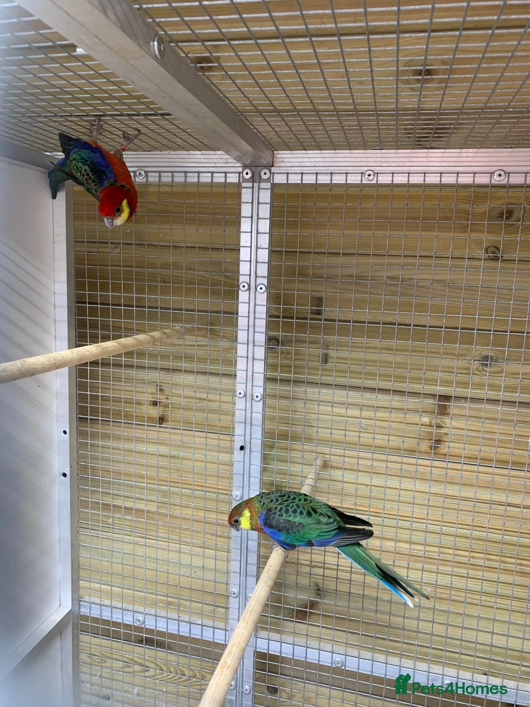 Parakeets birds for sale: Pair western rossellas - Advert 2