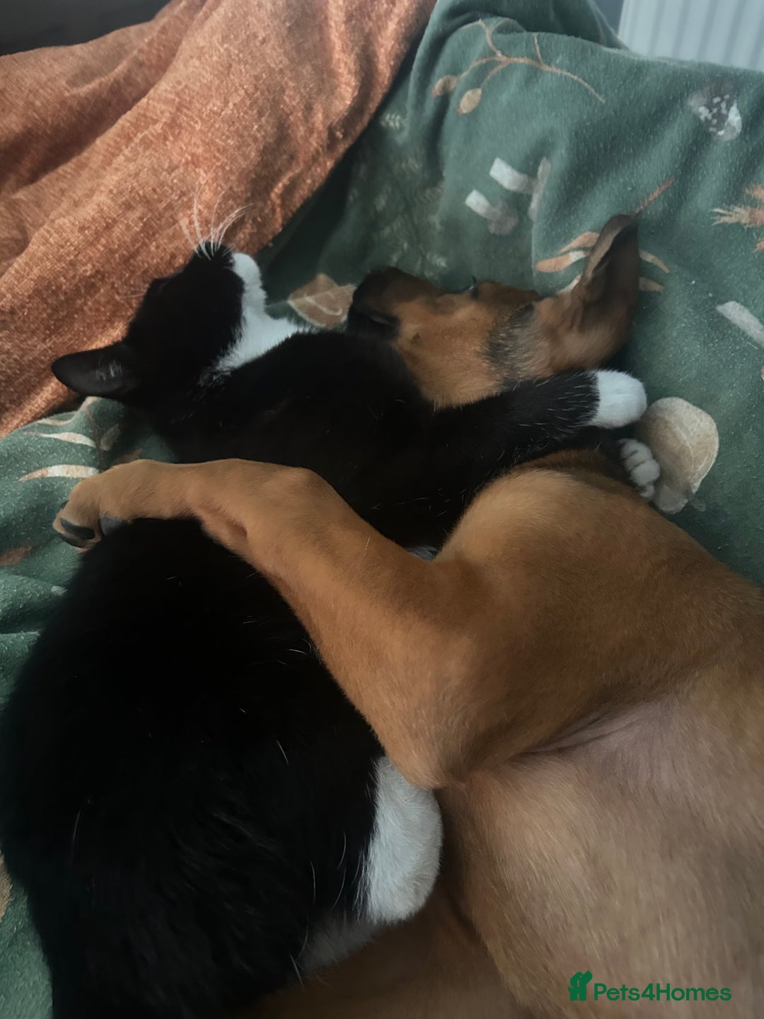 Mixed Breed dogs for sale: Rhaenyra for rehoming - Image 6