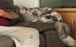 Maine Coon cats for sale: Stunning mainecoon kittens for sale.  - Image 6