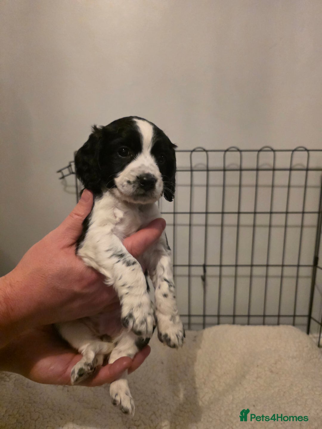 Cocker Spaniel dogs for sale: 6 cocker spaniel puppies  - Advert 26