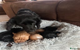 Cockapoo dogs for sale: Adorable Toy Cockapoos-Health Tested - Image 13