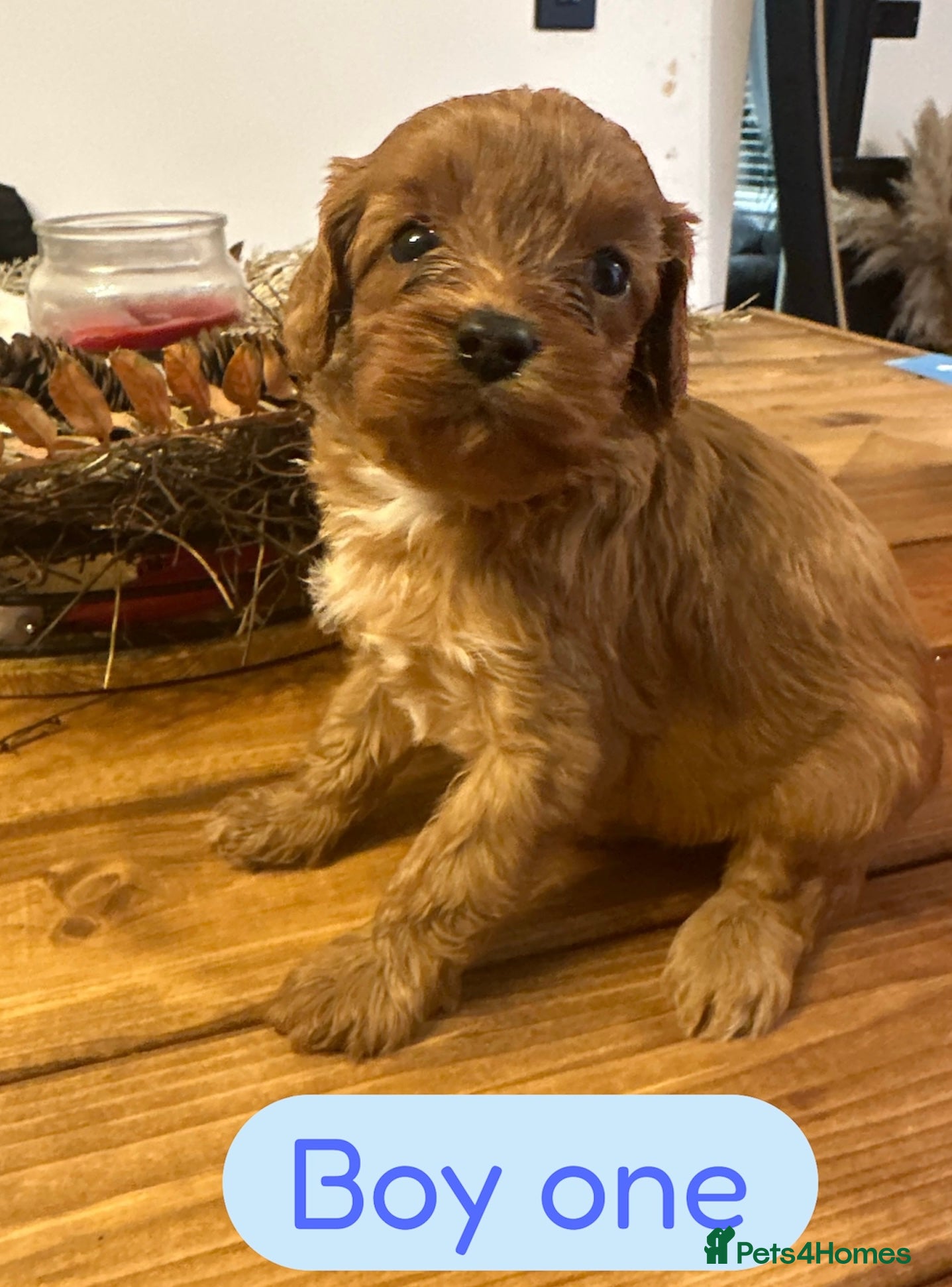 Cavapoo dogs ** DNA 🧬 CLEAR RED CAVAPOO PUPPIES ** - Advert 1