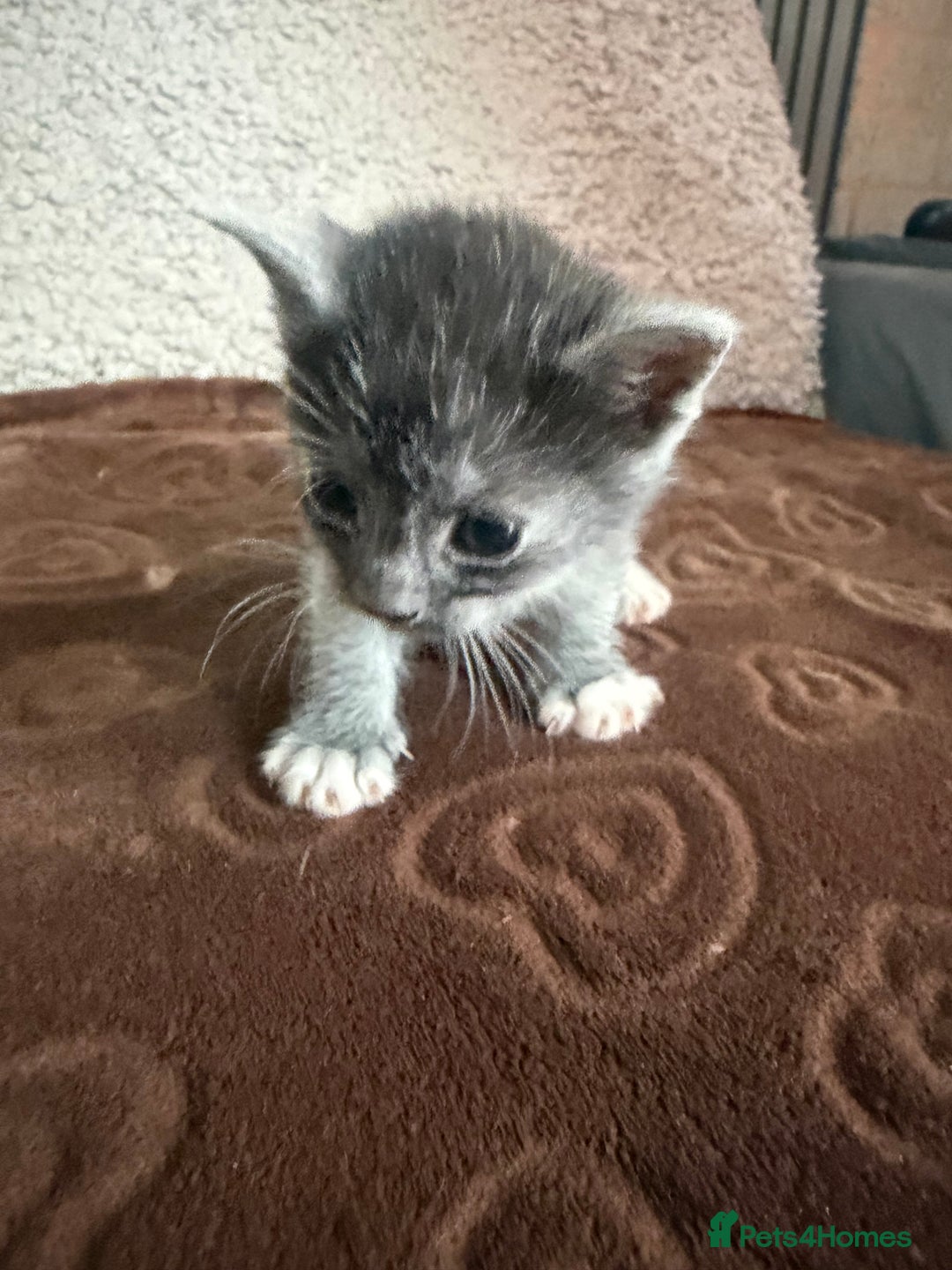 Russian Blue cats for sale: Kittens  - Advert 3