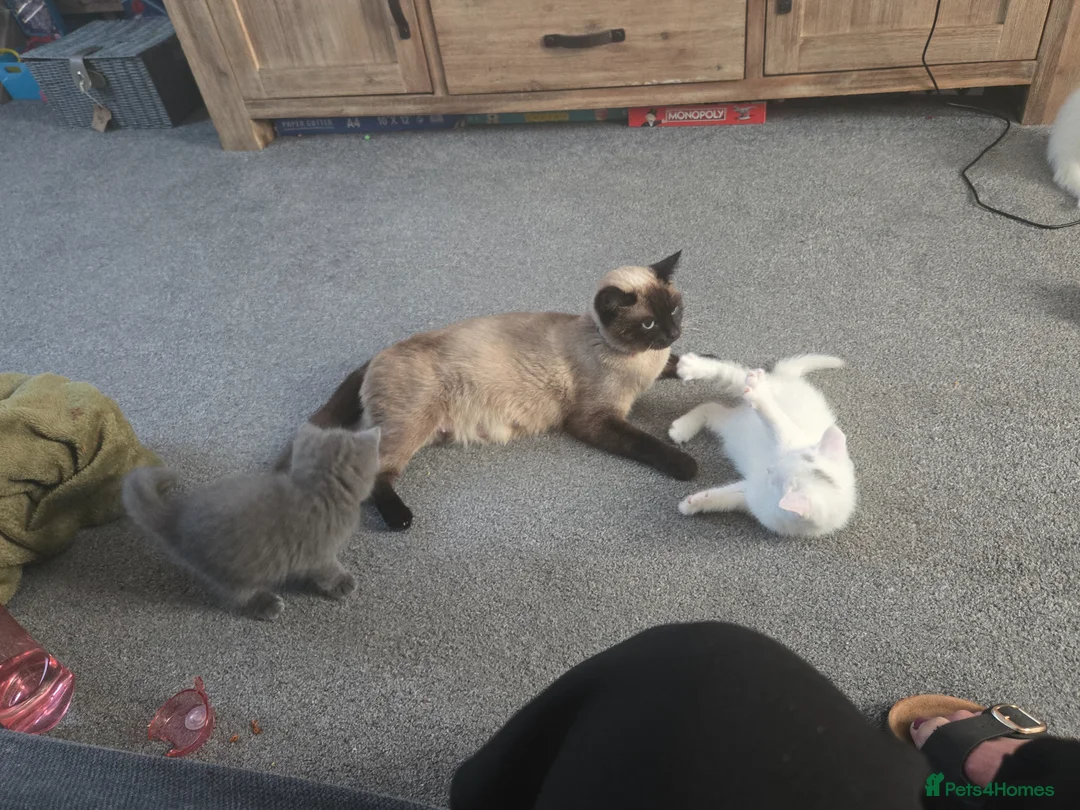 British Shorthair cats for sale: White Persian x chocolate BSH kittens in Canterbury - Advert 1