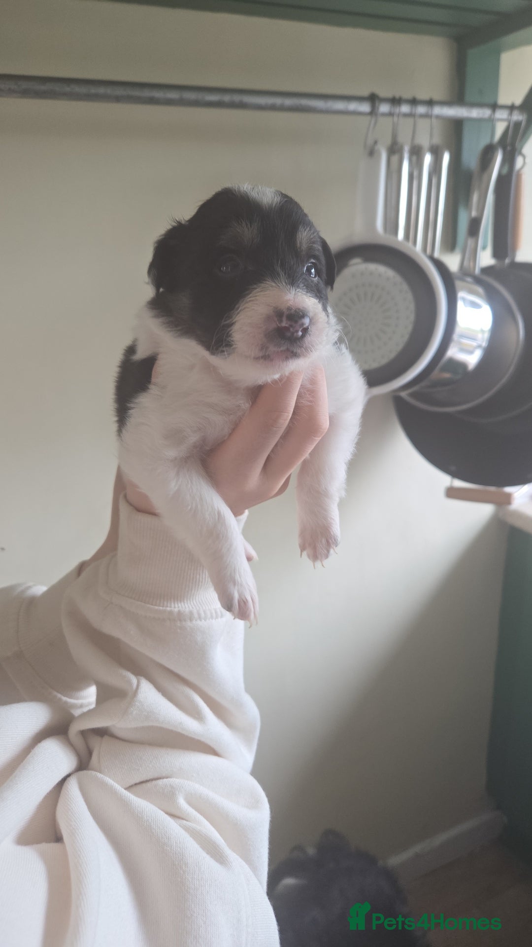 Border Collie dogs for sale: Border collie pups  - Image 1