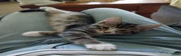 Mixed Breed cats for sale: Tubby kitten - Advert 4