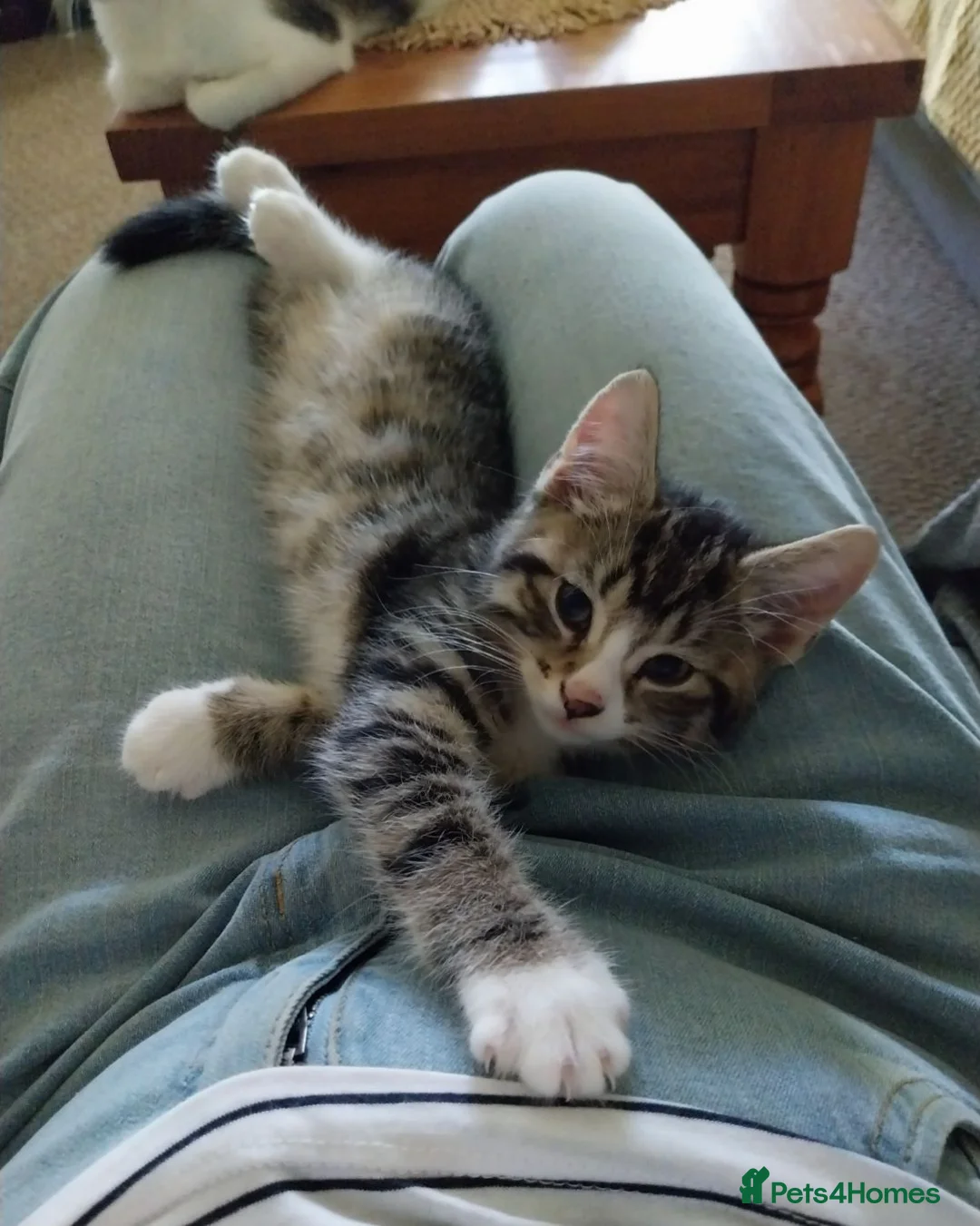 Mixed Breed cats for sale: Tubby kitten - Advert 4