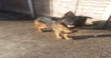 German Shepherd dogs - Advert 12