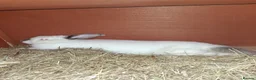 Californian rabbits for sale: Californian baby rabbits in Halesowen - Advert 6