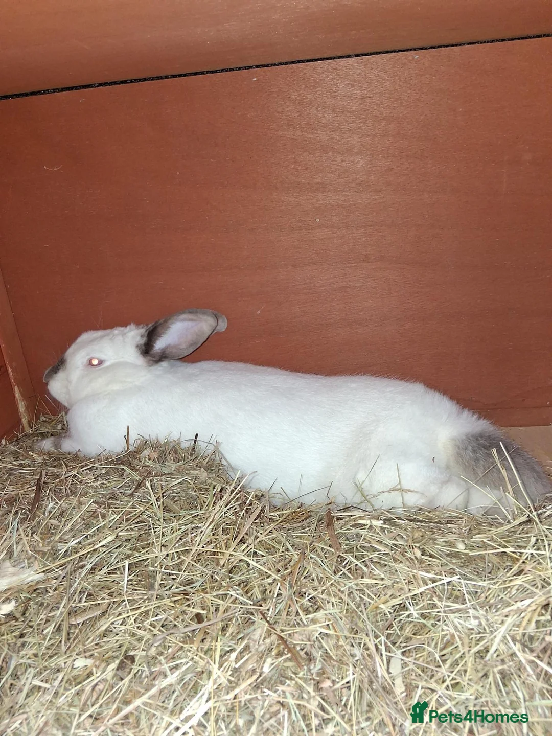 Californian rabbits for sale: Californian baby rabbits in Halesowen - Advert 6