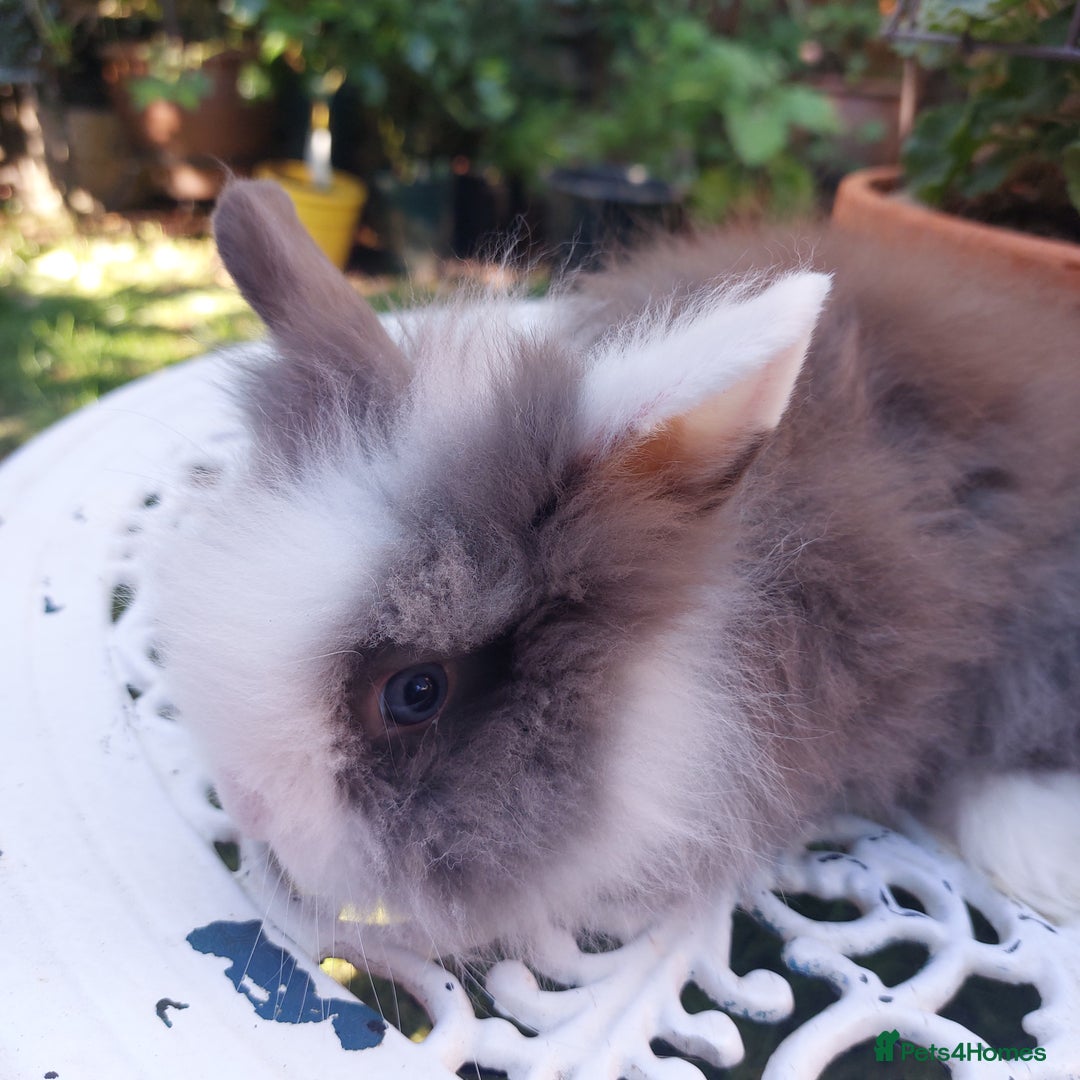 Lionhead rabbits for sale: PUREBRED DOUBLE/TEDDY LION HEAD BABIES  - Image 21