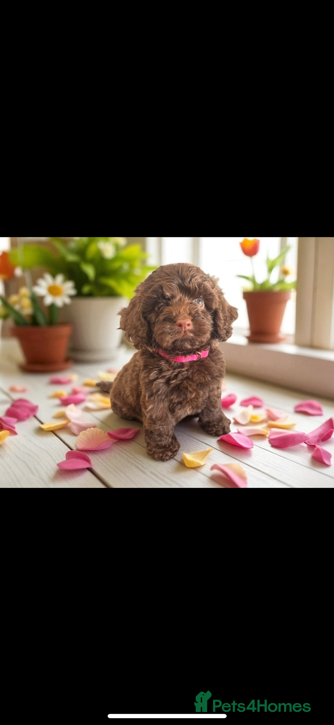 Miniature Poodle dogs for stud: Chocolate phantom miniature poodle stud - Advert 6