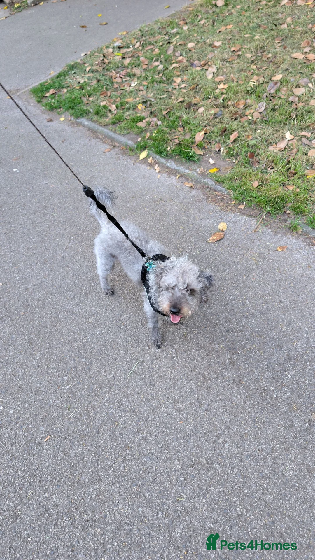 Mixed Breed dogs for sale: Bedlington terrier cross  - Advert 3