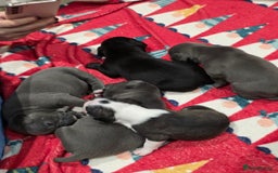 Mixed Breed dogs for sale:  Adorable staffie x frencie pups,Ready Oct31st  - Image 15