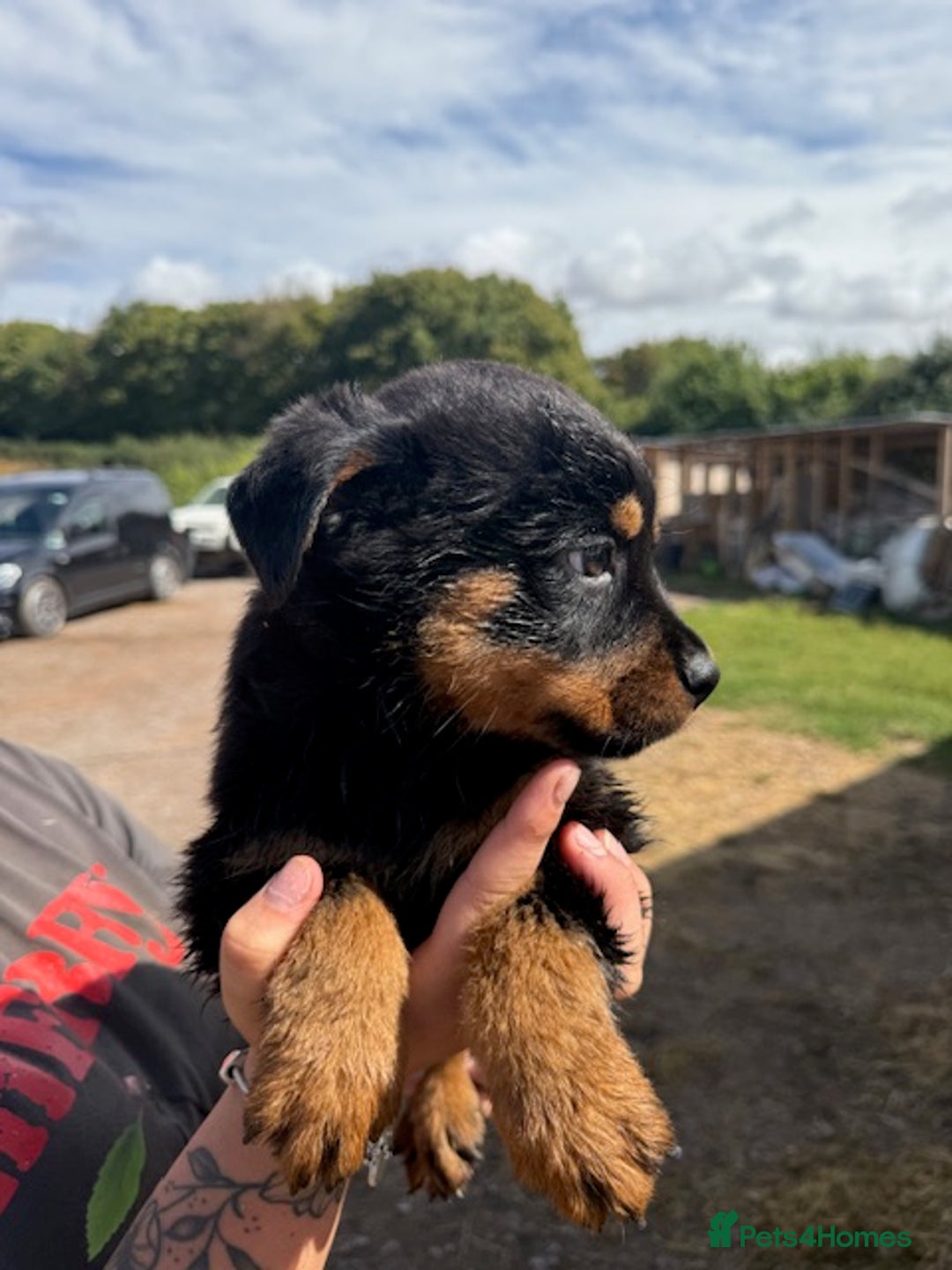 Rottweiler dogs for sale: beautiful pedigree rottweilers  - Image 9