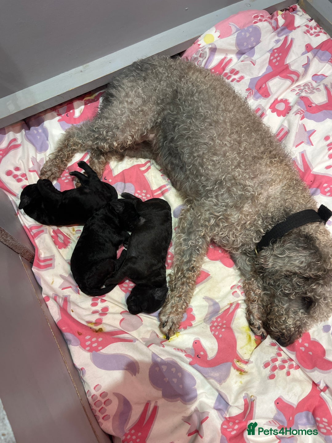 Bedlington Terrier dogs for sale: KC registered Bedlington terrier puppy - Advert 3