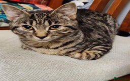 Mixed Breed cats for sale: Kitten for sale - 7 weeks old (Male, Black) - Image 3